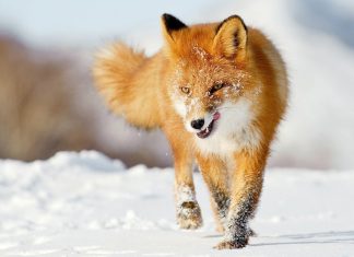 Cute Animal Wallpaper Fox.