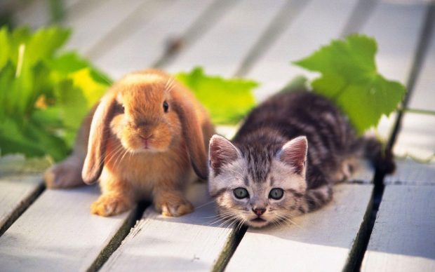 Cute Animal Wallpaper HD Cat With Rabbit.