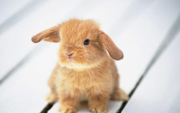 Cute Animal Wallpaper High Resolution.