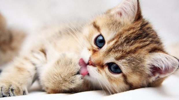 Cute Animal Wide Screen Backgrounds Cat.