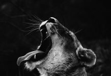 Cute Black And White Backgrounds HD.