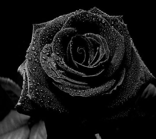 Cute Black Backgrounds Rose.
