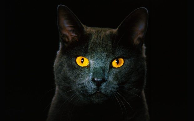 Cute Black Cat Wallpaper HD.