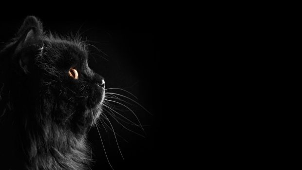 Cute Black HD Wallpaper Free download.