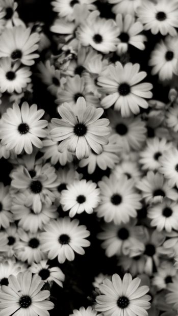 Cute Black Iphone Wide Screen Wallpaper Daisy.