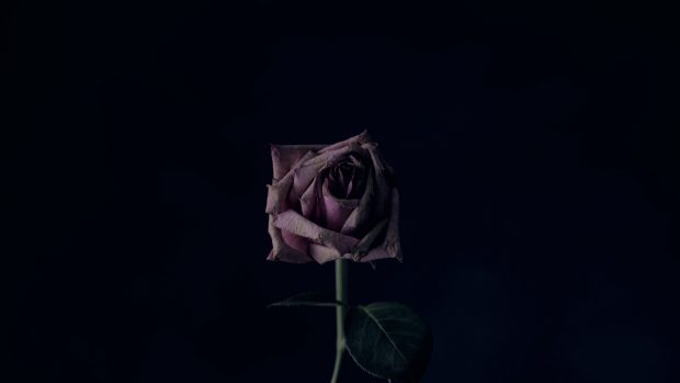 Cute Black Rose Background.