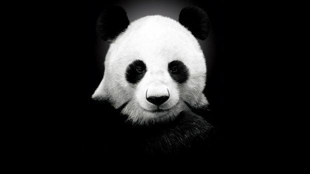 Cute Black Wallpaper HD Panda.