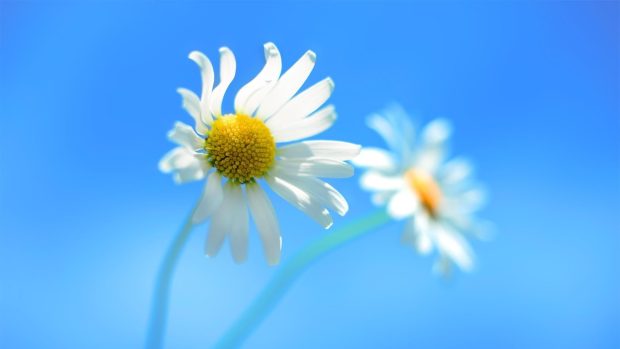 Cute Blue Backgrounds Flower.