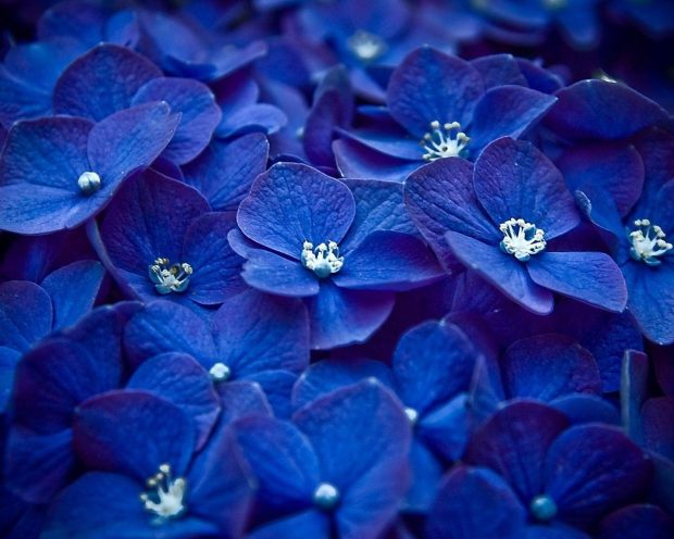 Cute Blue Wallpaper Desktop Flower.