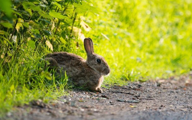 Cute Bunny Backgrounds Computer.