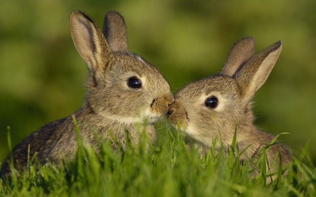 Cute Bunny Backgrounds Desktop.