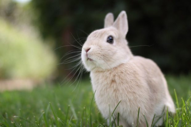 Cute Bunny Backgrounds Free Download.