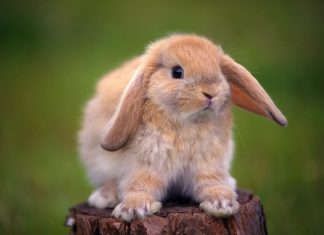 Cute Bunny Backgrounds HD.