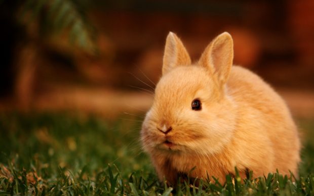 Cute Bunny Backgrounds High Resolution.