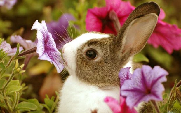 Cute Bunny Desktop Background.