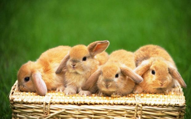 Cute Bunny Desktop Image.