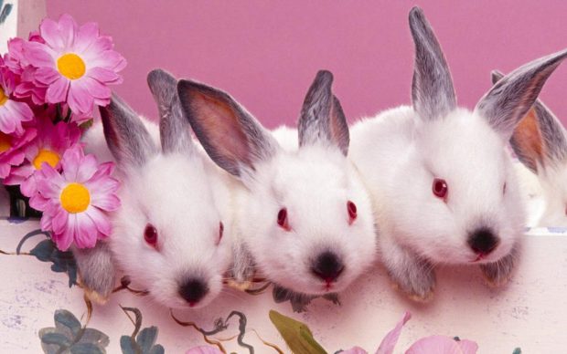 Cute Bunny HD Wallpaper.