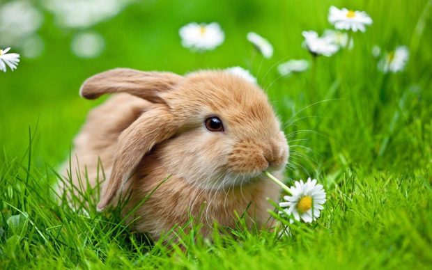 Cute Bunny HD Wallpaper Computer.