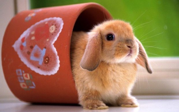 Cute Bunny HD Wallpaper Free download.