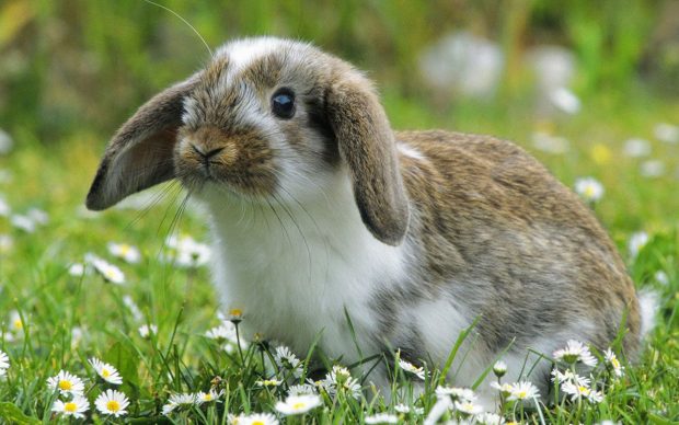 Cute Bunny Wallpaper 1920x1200.