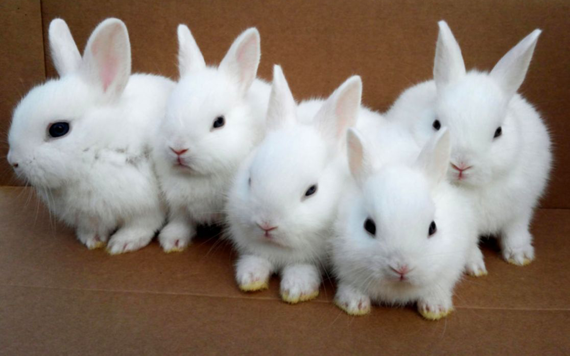 Кролик года жизни. Много зайчиков. Белый кролик. Несколько кроликов. Белый зайчик.