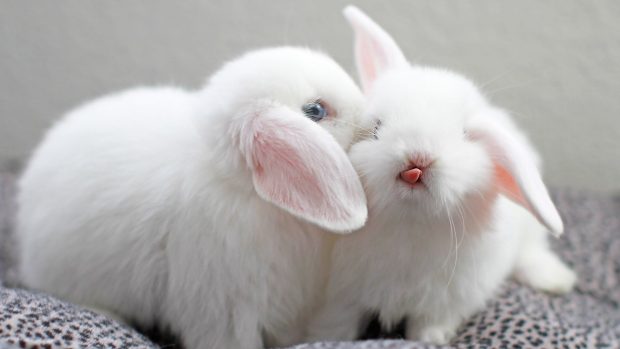 Cute Bunny Wallpaper HD.