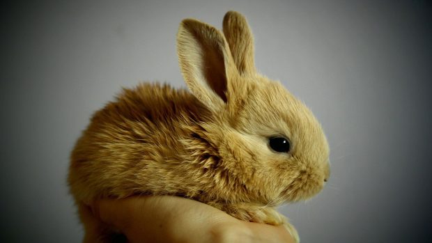 Cute Bunny Wallpaper HD Free download.