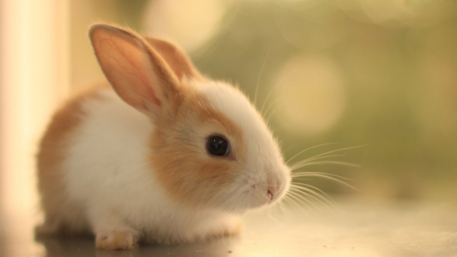 Cute Bunny Wallpapers for Windows Free Download 