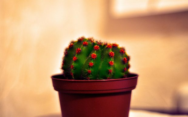Cute Cactus Background.