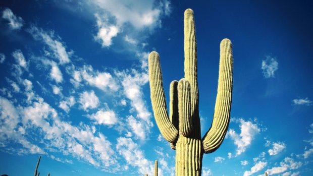 Cute Cactus HD Wallpaper Free download.