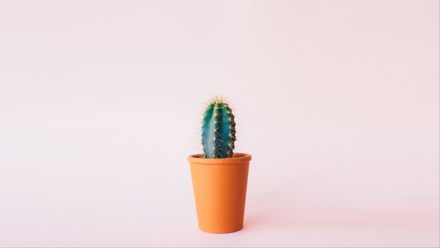 Cute Cactus Wallpaper 1920x1080.