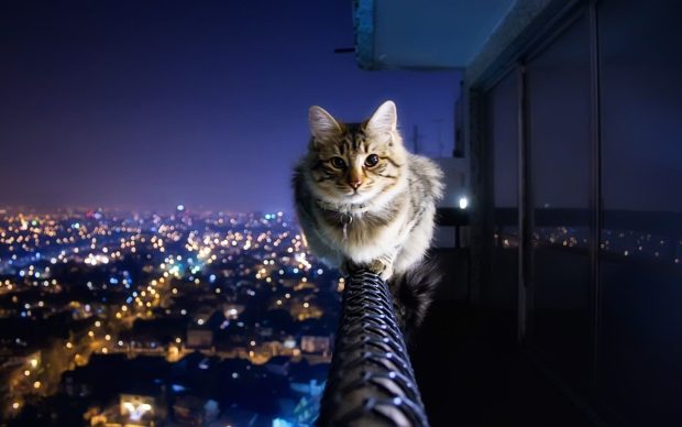 Cute Cat Backgrounds At Night.