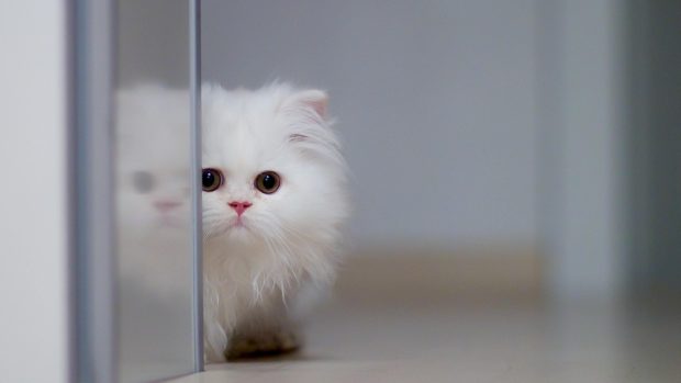 Cute Cat Desktop Backgrounds.
