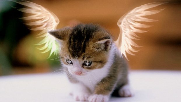 Cute Cat Wallpaper HD Free download Angel.
