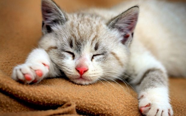 Cute Cat Wallpaper Sleep.