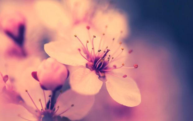 Cute Cherry Blossom Background.