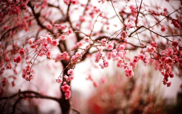Cute Cherry Blossom Wallpaper.