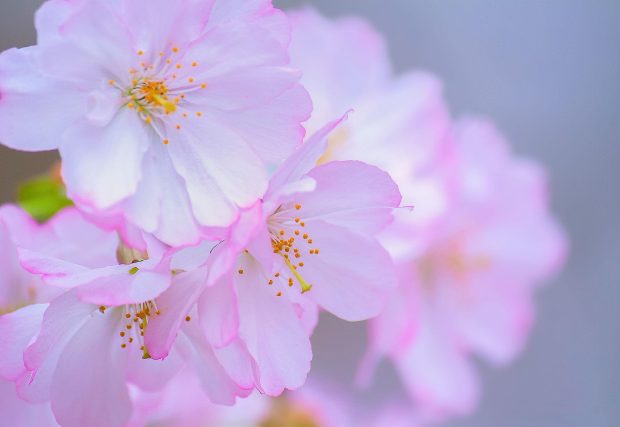 Cute Cherry Blossom Wallpaper HD.