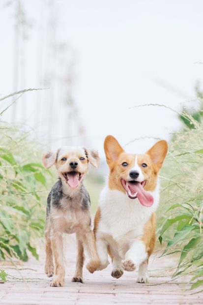 Cute Corgi Background.
