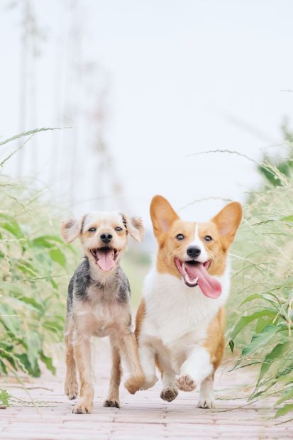 Cute Corgi Background.