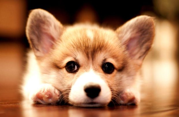 Cute Corgi Wallpaper HD.