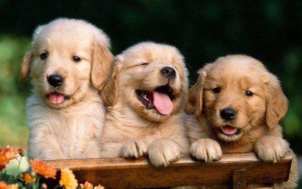 Cute Dog Desktop Wallpaper.