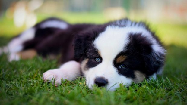 Cute Dog HD Wallpaper.