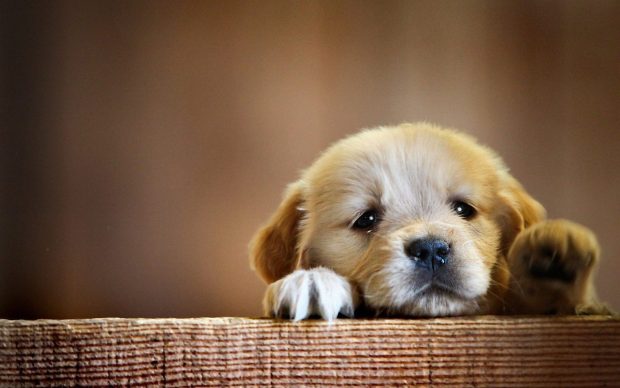 Cute Dog HD Wallpaper Computer.