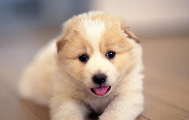 Cute Dog Image Free Download.