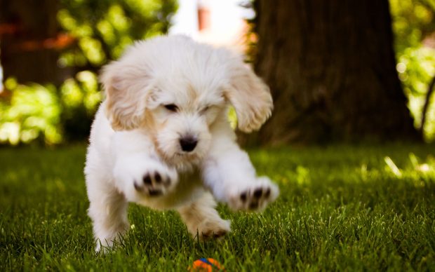 Cute Dog Pictures Free Download.