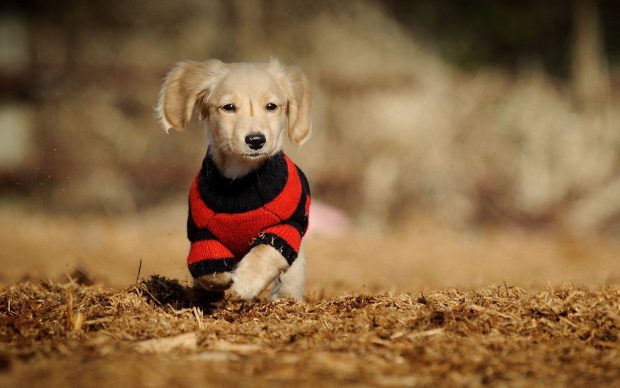 Cute Dog Wallpaper 1080p.