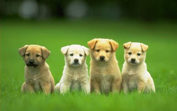 Cute Dog Wallpaper Desktop.