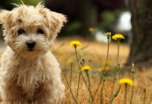 Cute Dog Wallpaper Flower.