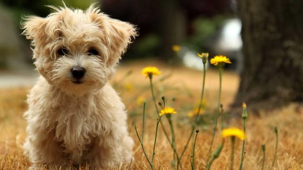 Cute Dog Wallpaper Flower.